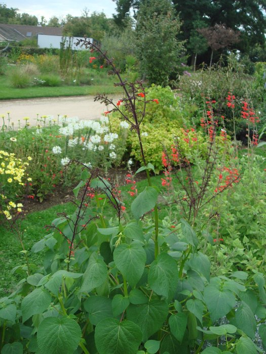 Salvia orthostachys (3)
